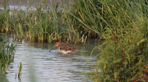 A Snipe feeding at the edge of a pond Video stock 41887049