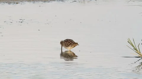 A Snipe feeding at the edge of a pond Video stock 41887192