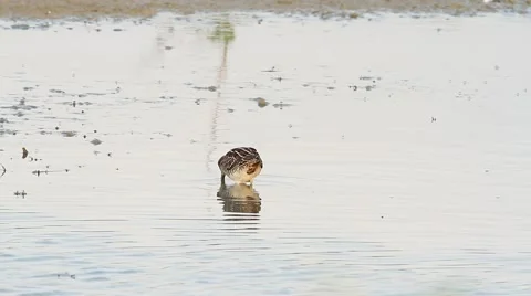 A Snipe feeding at the edge of a pond Video stock 41887235