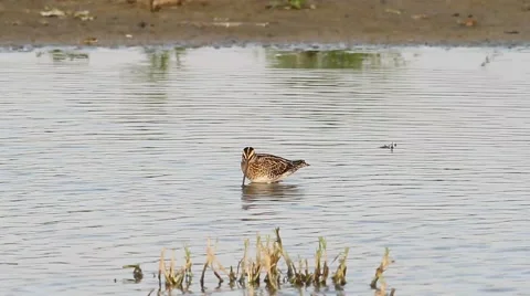 A Snipe feeding at the edge of a pond Video stock 41887313