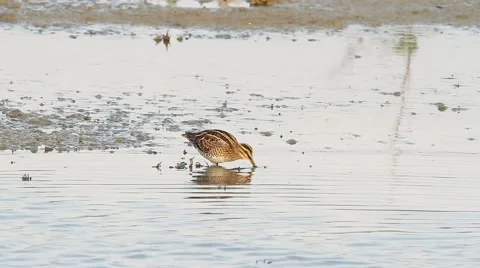 A Snipe feeding at the edge of a pond Stock Footage 41887343