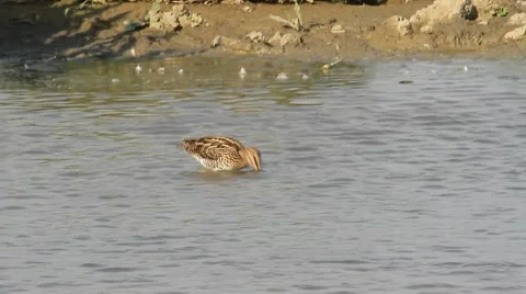 A Snipe feeding at the edge of a pond Video stock 41887757
