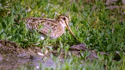 Snipe Stock Footage 263677421