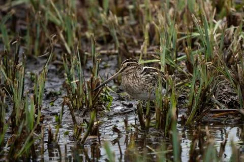 Snipe-Gallinago gallinago. Stock Photos