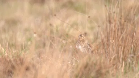 Snipe in grass, Brdy, Czech Republic in Europe. Common snipe, Gallinago gallinag Stock Footage 194640994