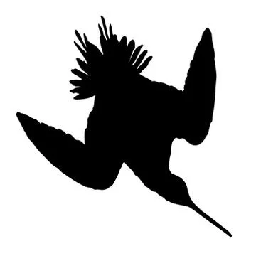 Snipe Stock Illustration