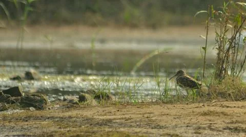Snipe Stock Photos