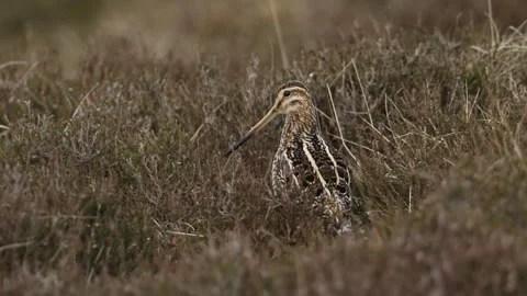 A Snipe, standing amongst the heather in the moors calling in the pouring rain. Stock Footage 140454619