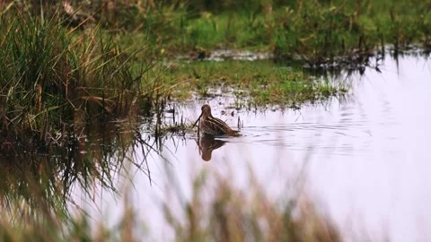 Snipe Swimming Video stock 262077768