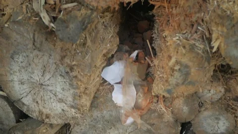 Sniper rifle, optical sight Stock Footage 155148796