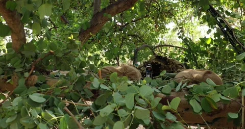 Sniper Soldier Sitting in Position Inside the Hide in Green Forest | Drone View Stock Footage 154803857