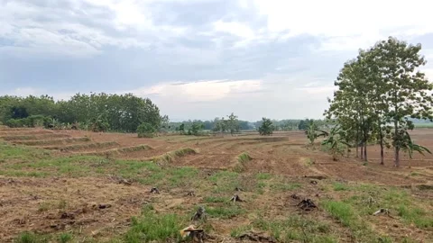 Snippets of dry rice fields in Pati, Central Java Indonesia Stock Footage 215011771