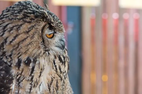 Snobby Owl Stock Photos