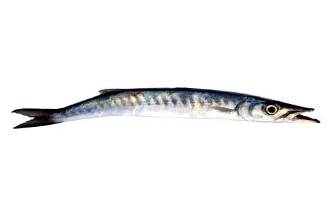 Snoek Fish Stock Photos