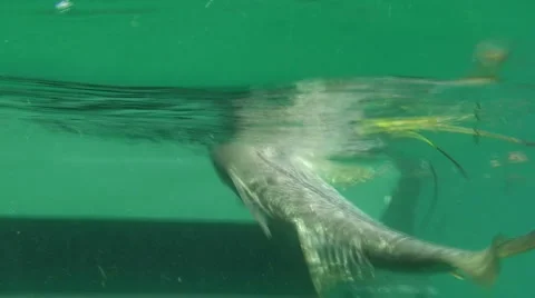 Snook Release Stock-Footage 981534