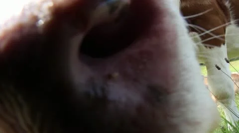 Snooping calf Stock Footage 11962739