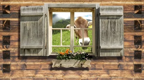 Snooping cow on mountain hut window Stock Footage 41444363