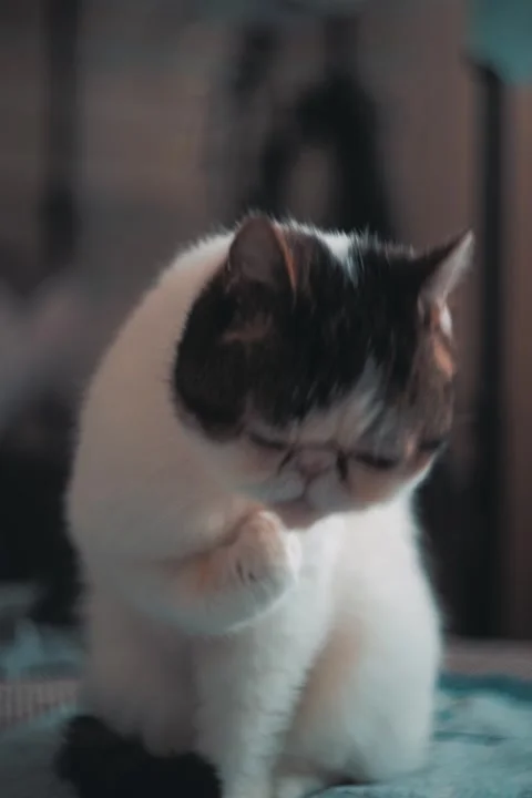 Snoopy cat licking paws and grooming Stock Footage 310882389