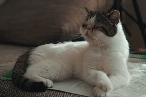 Snoopy Cat posing on a soft couch Stock Footage 310882387