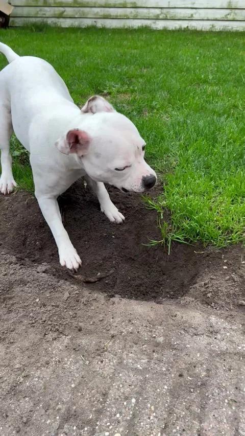 Snoopy Stock Video Footage | Royalty Free Snoopy Videos | Pond5