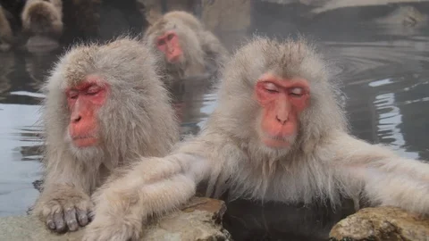 Snooze, Sleeping Snow Monkeys In Hot Springs, Jigokudani, Nagano, Japan Stock Footage 101105232