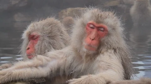 Snooze, Sleeping Snow Monkeys In Hot Springs, Jigokudani, Nagano, Japan Video stock 101105824