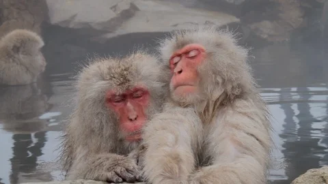 Snooze, Sleeping Snow Monkeys In Hot Springs, Jigokudani, Nagano, Japan Vidéo 101105857