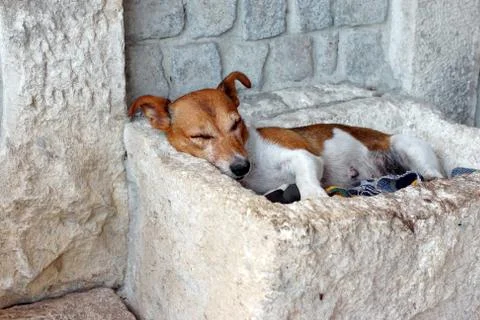 Snoozing dog. Stock Photos