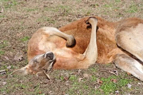 Snoozing kangaroo Fotos de archivo