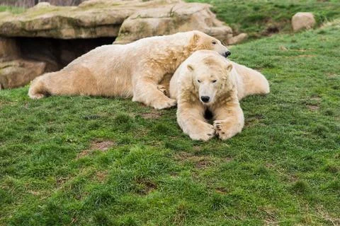 Snoozing Polar bears Stock Photos