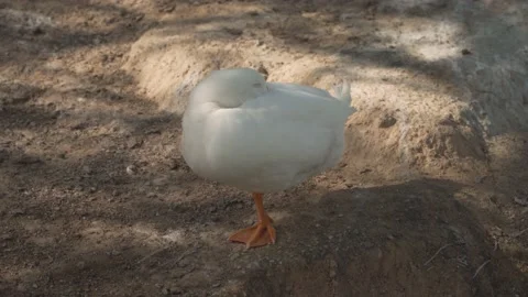 Snoozing white Pekin duck Stock Footage 172484650