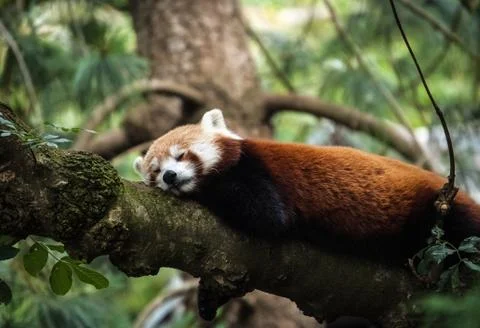 Snoozy red panda Stock Photos