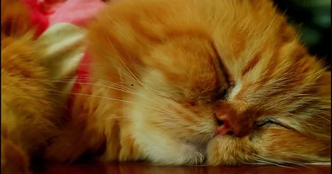 A Snoring Persian Cat Stock Footage 83604408