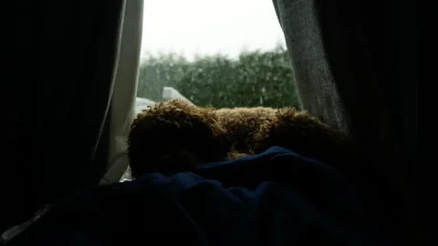 Snoring Poodle dog with snow falling seen through window 6K Stock Footage 292844776