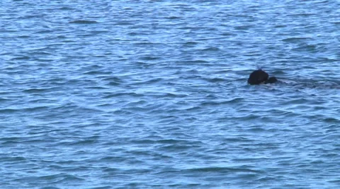 Snorkel on the beach Stock Footage 33255914