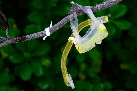 The snorkel on the branche Stock Photos