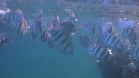Snorkel through a LARGE shoal of SERGEANT fish in the Red Sea Stock Footage 22874888