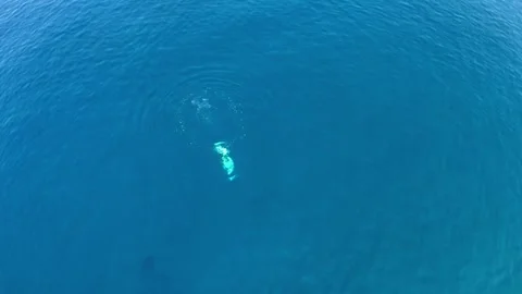 Snorkeler Diving in Deep Blue Sea Stock Footage 335374472
