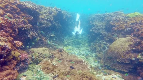 Snorkeler Diving Through Coral Reef Crevice in Slow Motion, Indonesia Stock Footage 341756685