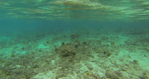 Snorkeler explores the reef Stock Footage 42844003
