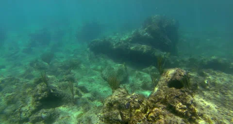 Snorkeler exploring a reef Stock Footage 42836556