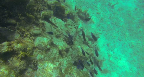 A snorkeler feeds the reef Stock Footage 42807771