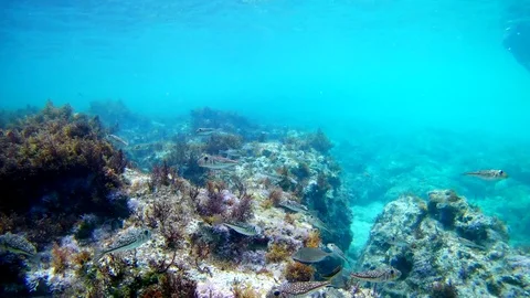 Snorkeler using action camera in waterproof box to make photos and video Stock Footage 130019267