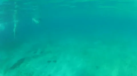 Snorkelers and sting rays Stock Footage 42689889