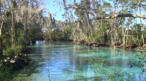 Snorkelers in Three Sisters Spring Stock Footage 60379879