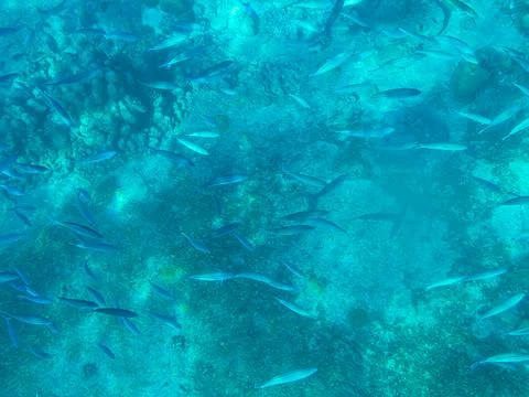 Snorkeling Above A School Of Fish Foto stock