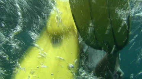 Snorkeling and Diving  Video stock 492776