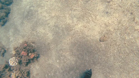 Snorkeling At the bottom lies a shell Stock Footage 107513549