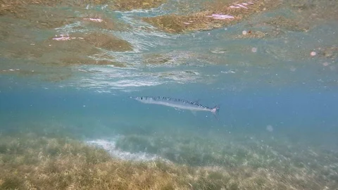 Snorkeling Cancun, needlefish at surface Stock Footage 93262099