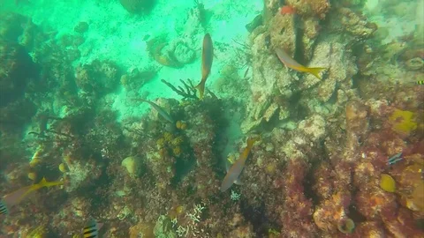 Snorkeling in the Caribbean Ocean Stock Footage